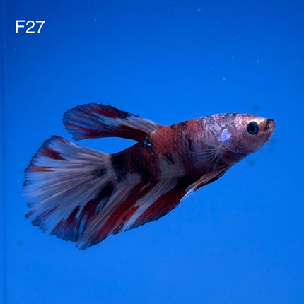 Betta - Halfmoon Nemo - F27