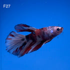 Betta - Halfmoon Nemo - F27