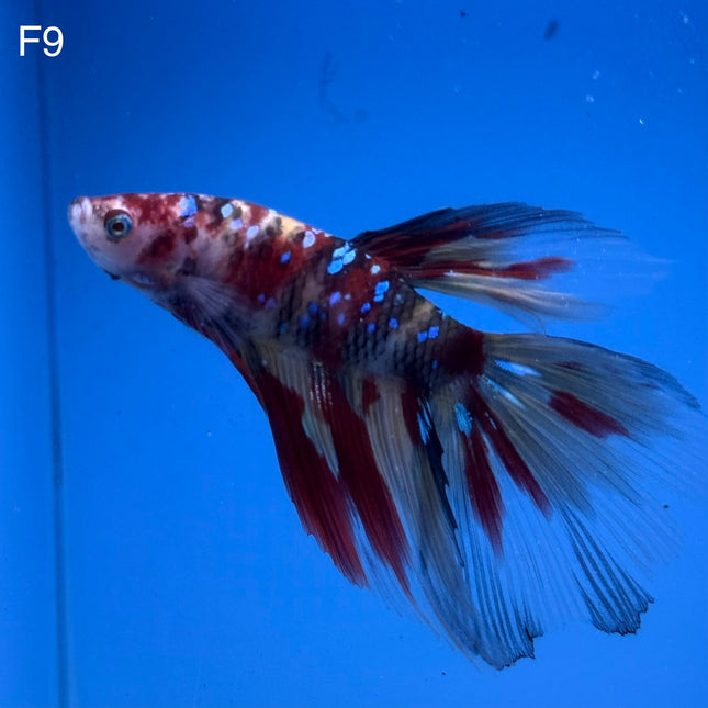 Betta - Halfmoon Nemo - F9
