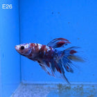 Betta - Halfmoon Red Koi - E26