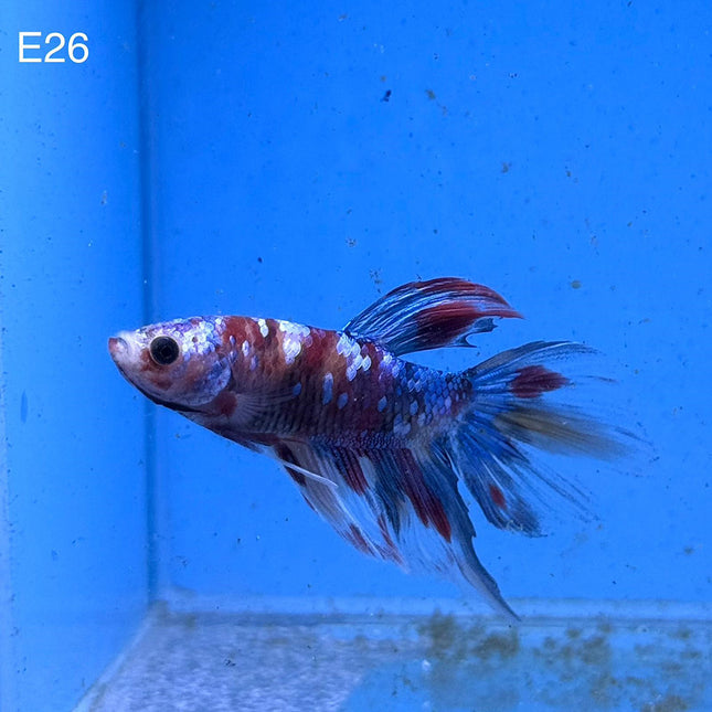 Betta - Halfmoon Red Koi - E26