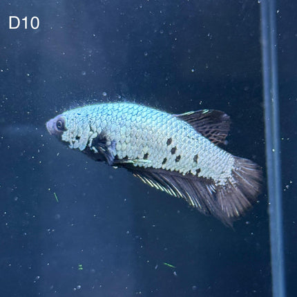 Betta - Plakat Black Samurai - D10