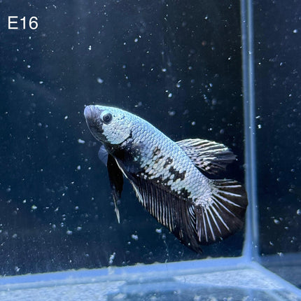 Betta - Plakat Black Samurai - E16