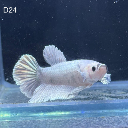 Betta - Plakat Dumbo Ear - D24