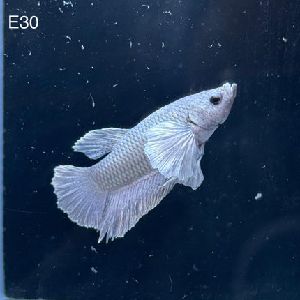 Betta - Plakat Dumbo Ear - E30