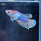 Betta - Plakat Dumbo Ear - E31