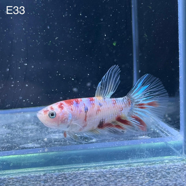 Betta - Plakat Fancy Candy HMPK - E33