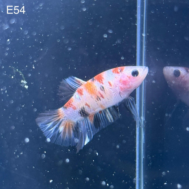 Betta - Plakat Fancy Candy HMPK - E54