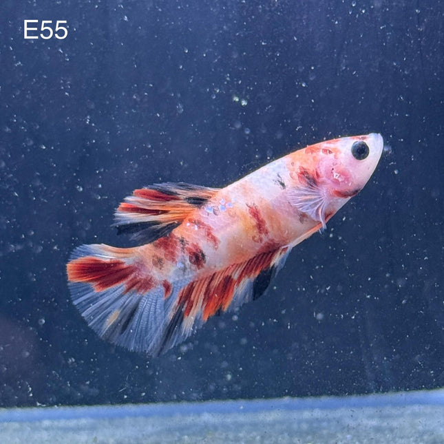 Betta - Plakat Fancy Candy HMPK - E55