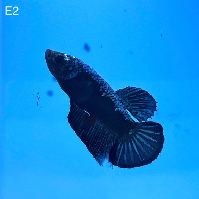 Betta - Plakat Sparkling Blue Avatar - E2