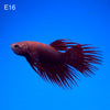 Betta - Red Crowntail - E16