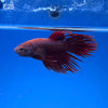 Betta - Red Crowntail - E25
