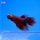 Betta - Red Crowntail - E48