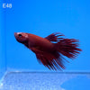 Betta - Red Crowntail - E48