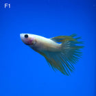 Betta - Yellow Crowntail - F1