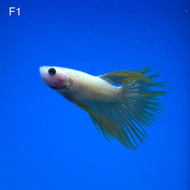 Betta - Yellow Crowntail - F1