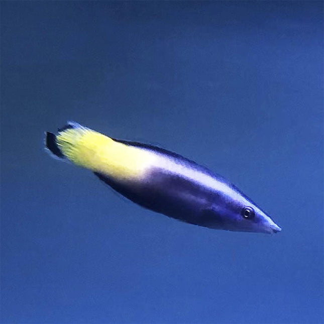 Bicolor Cleaner Wrasse (Asia Pacific)