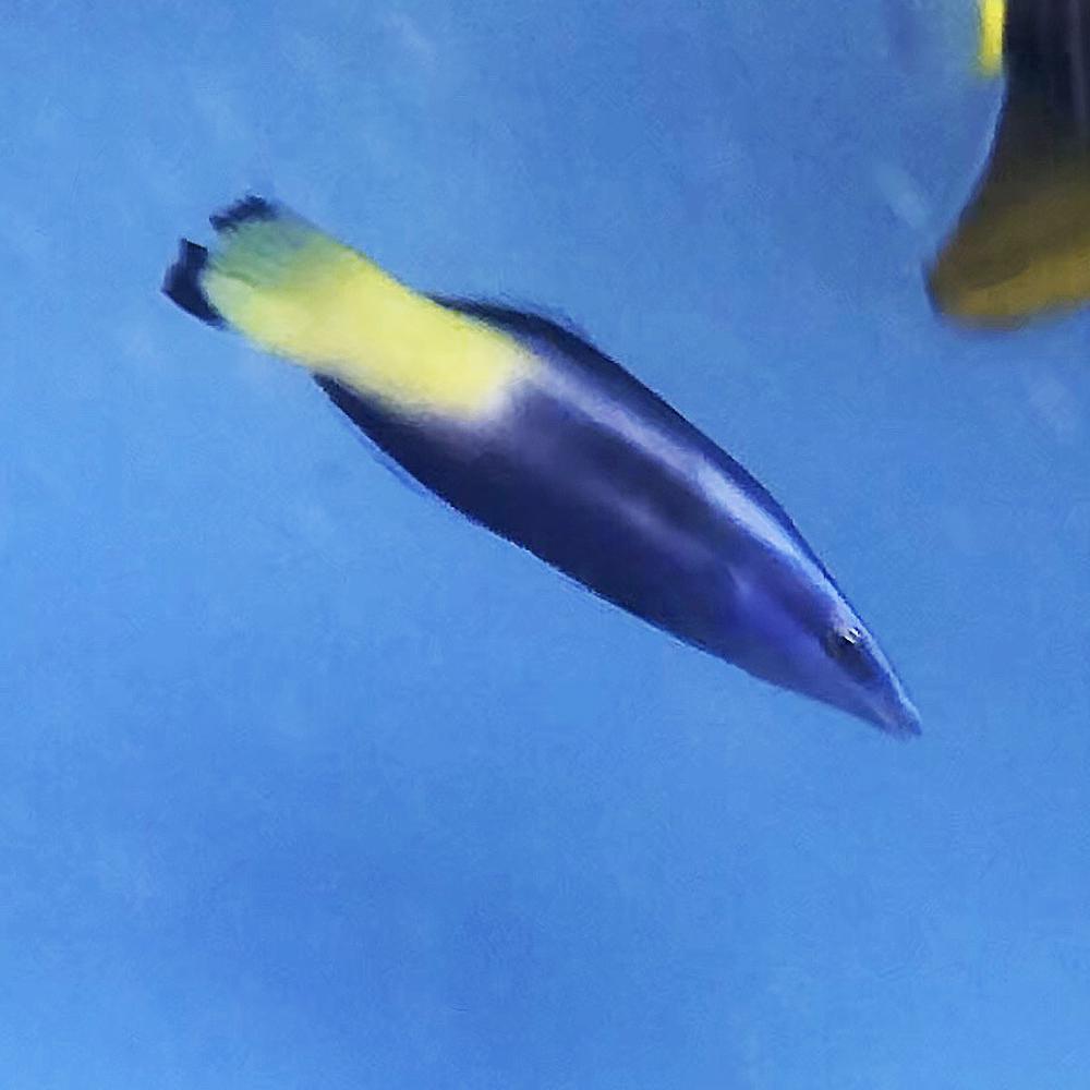 Bicolor Cleaner Wrasse (Asia Pacific)