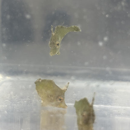 Biota Bristle Tail Filefish