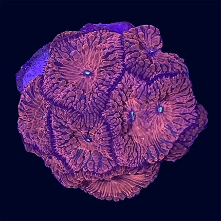 Blastomussa - Red - A73
