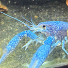 Blue Crayfish