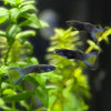 Blue Moscow Guppy