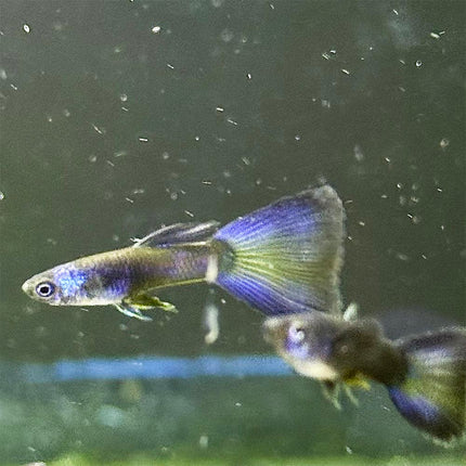Blue Moscow Guppy