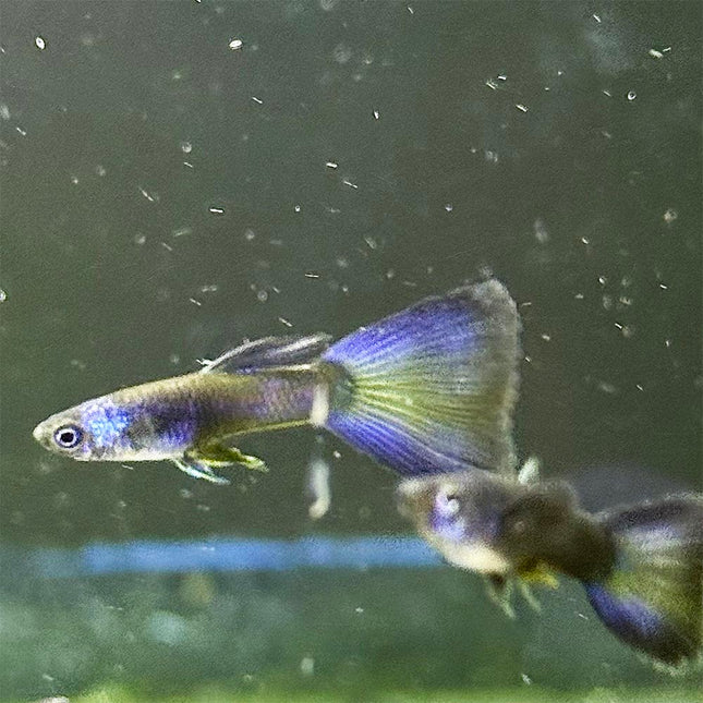 Blue Moscow Guppy
