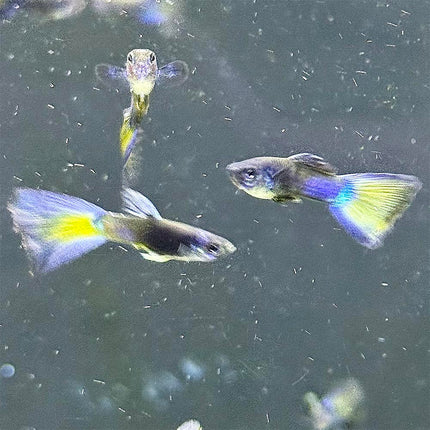 Blue Moscow Guppy