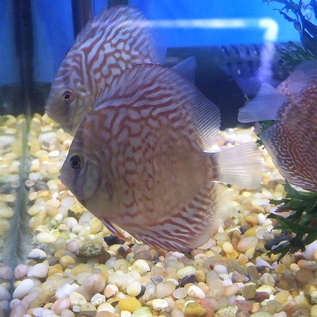 Blue Mozaic Turquoise Discus
