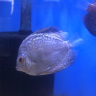 Blue Scorpion Discus