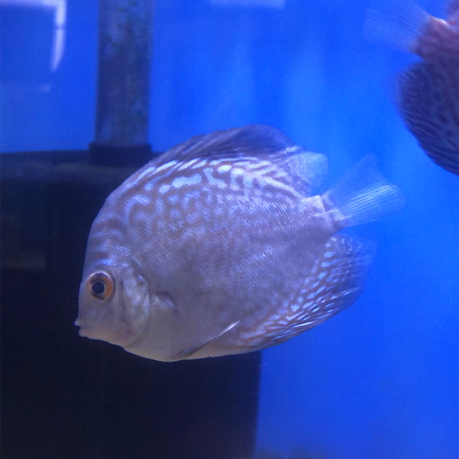Blue Scorpion Discus