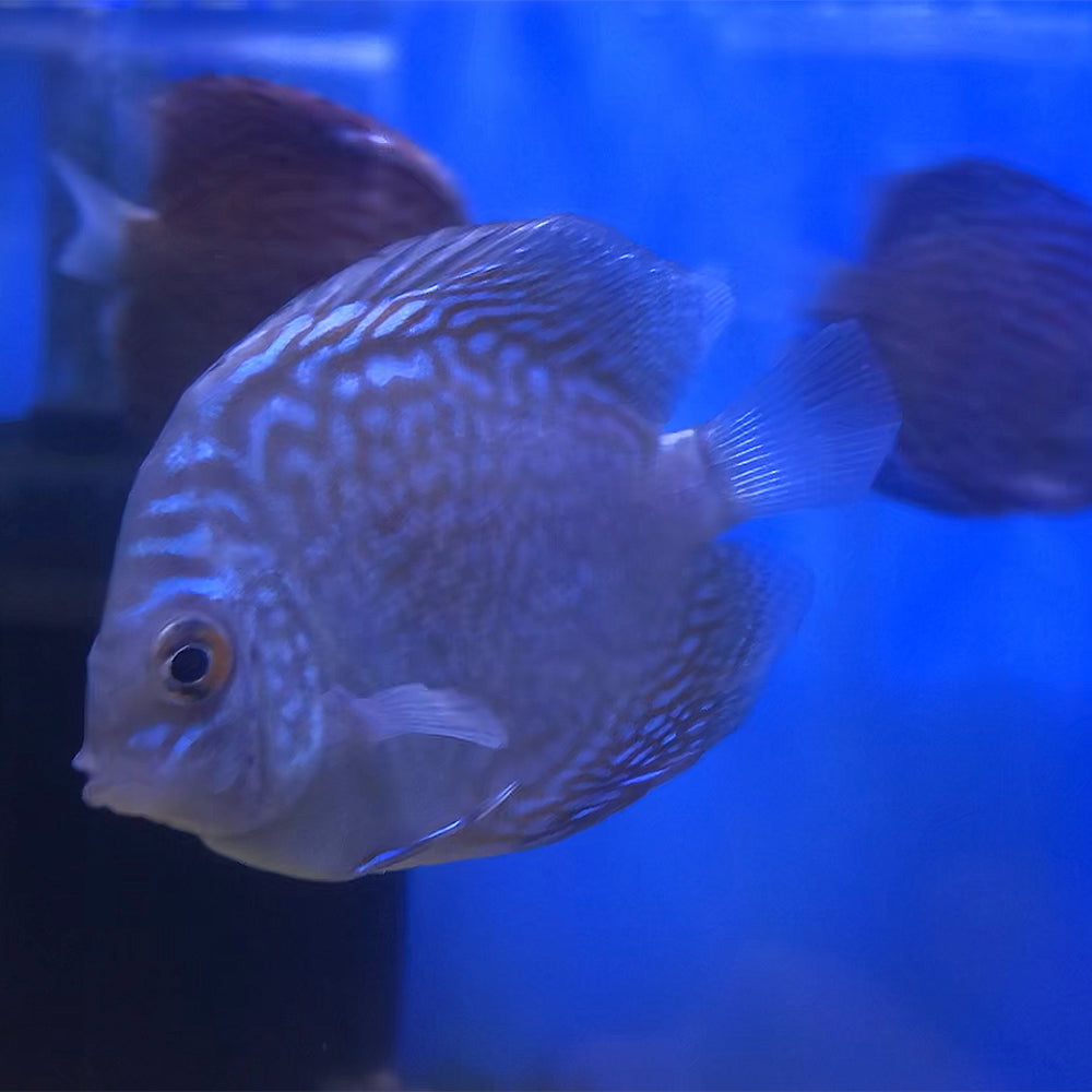 Blue Scorpion Discus