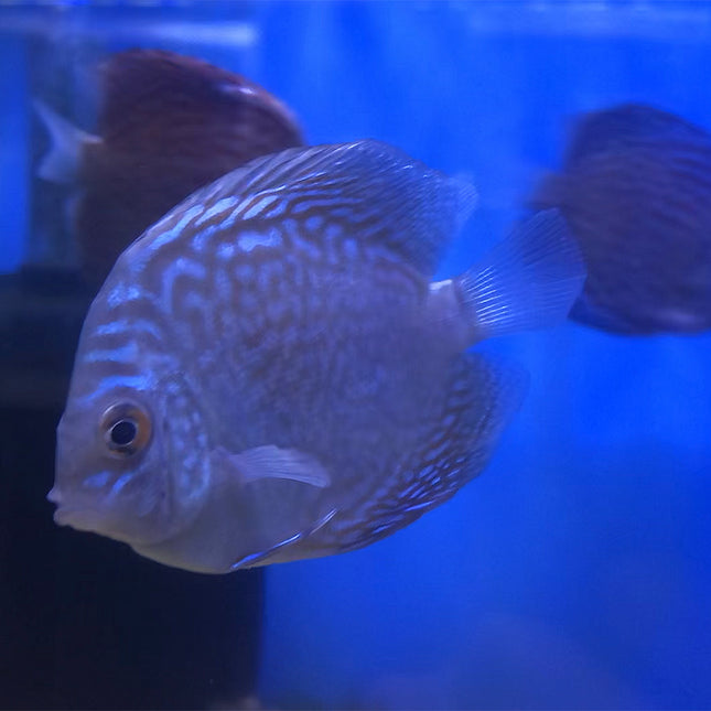 Blue Scorpion Discus
