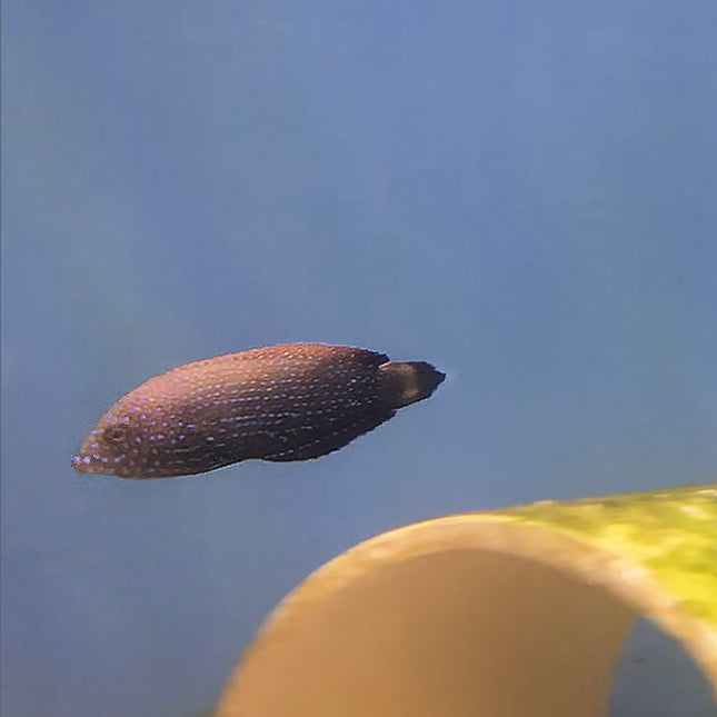 Blue Spot Tamarin Wrasse