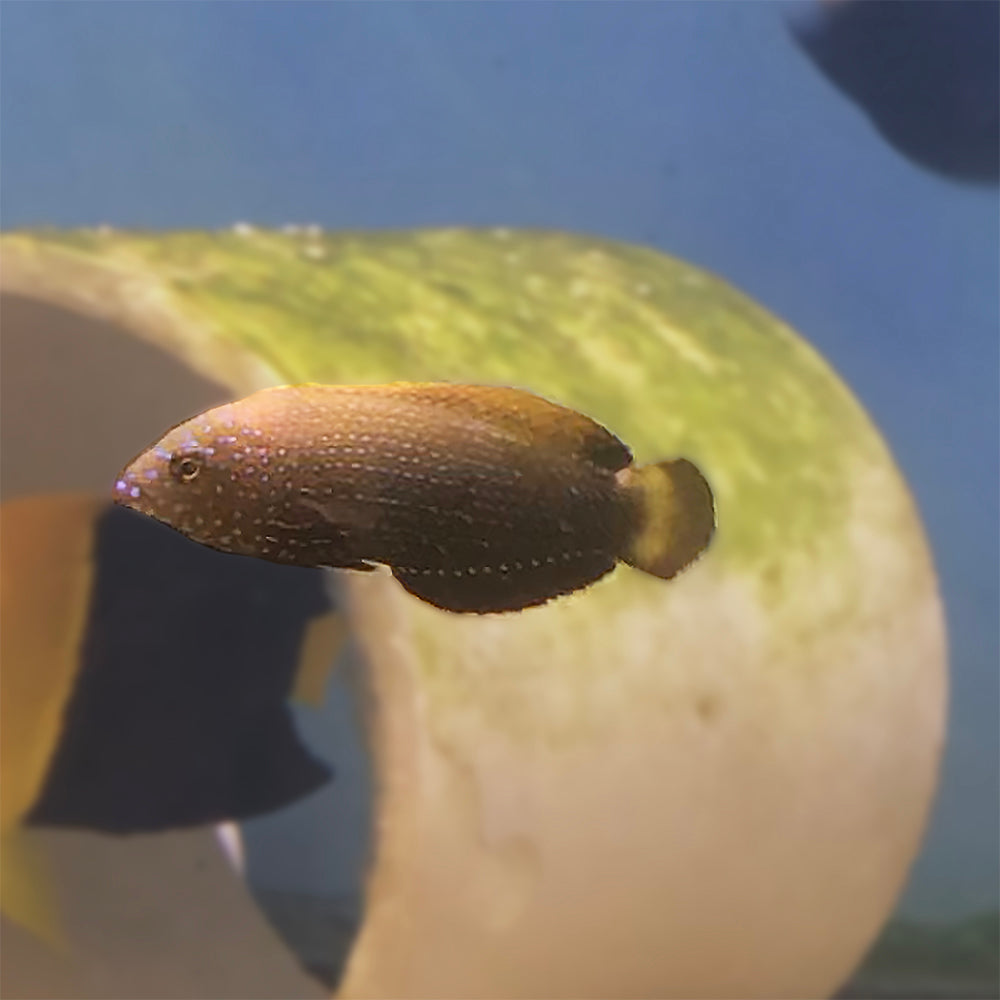 Blue Spot Tamarin Wrasse
