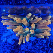 Bubble Anemone - Sunburst