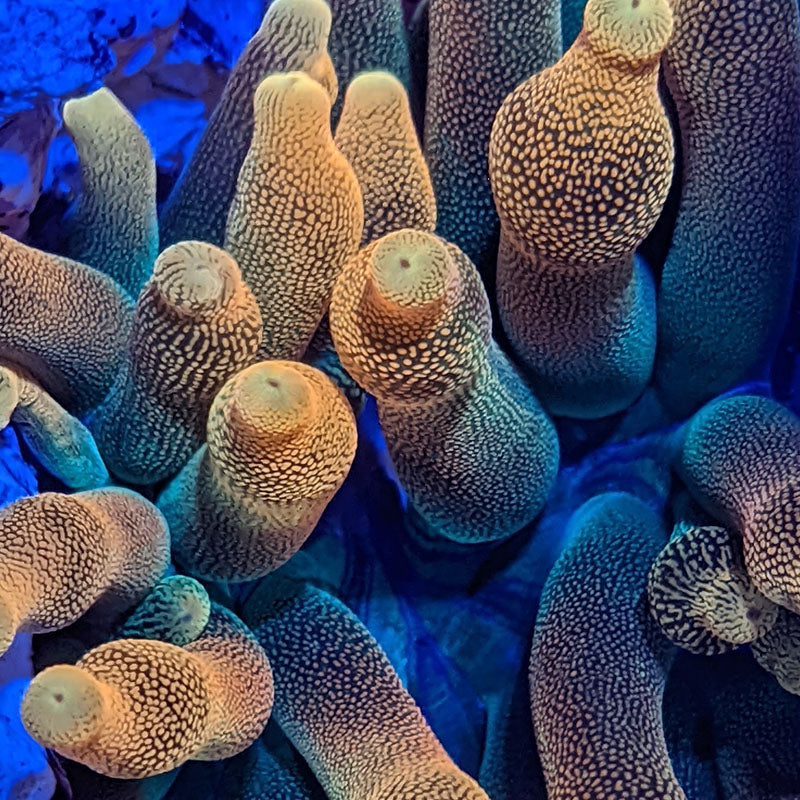 Bubble Anemone - Sunburst