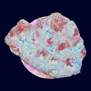 Multicolour Favia Frag - A1