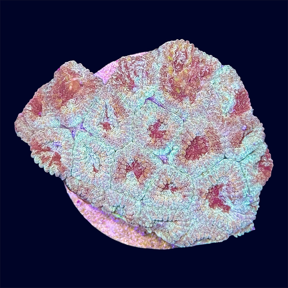 Multicolour Favia Frag - A1