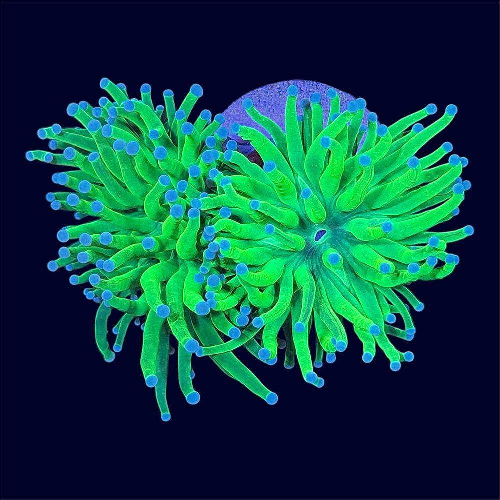 Neon Green Torch - A26