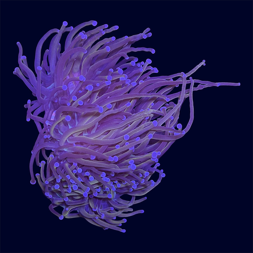 Indo Gold Torch - A26