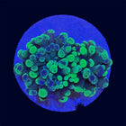 Toxic Splatter Hammer - A27