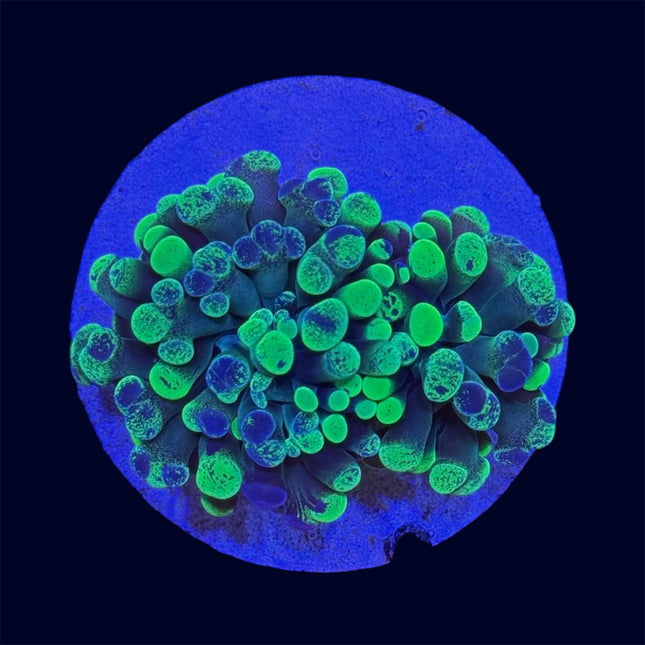 Toxic Splatter Hammer - A27