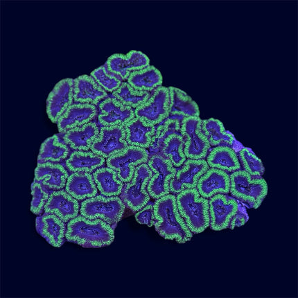 Green Micromussa Colony - A27
