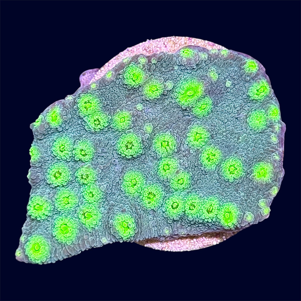 Hollywood Stunner Chalice Frag - A27