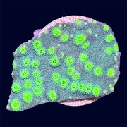 Hollywood Stunner Chalice Frag - A27