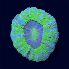 Neon Green Donut - A28