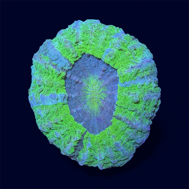 Neon Green Donut - A28