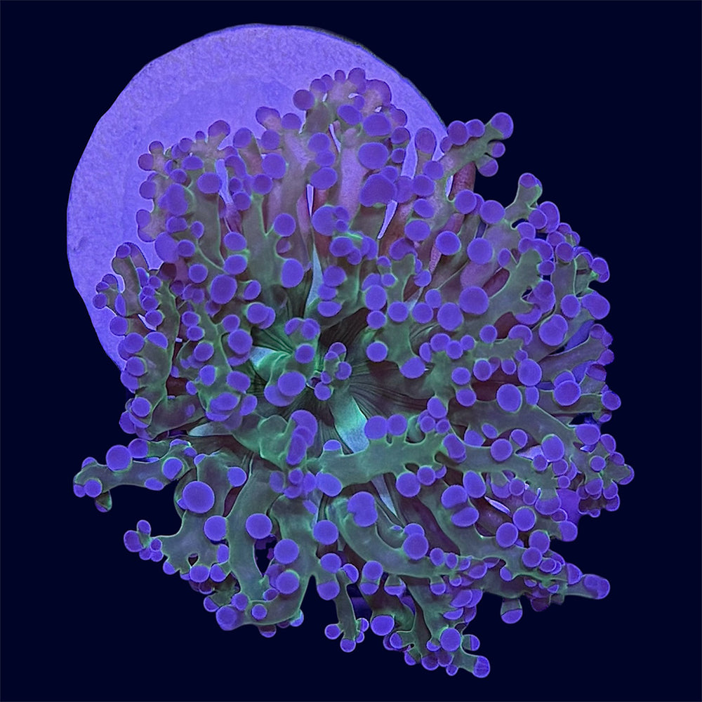 Purple Tip Frogspawn - A28